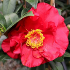Camellia Bob Hope