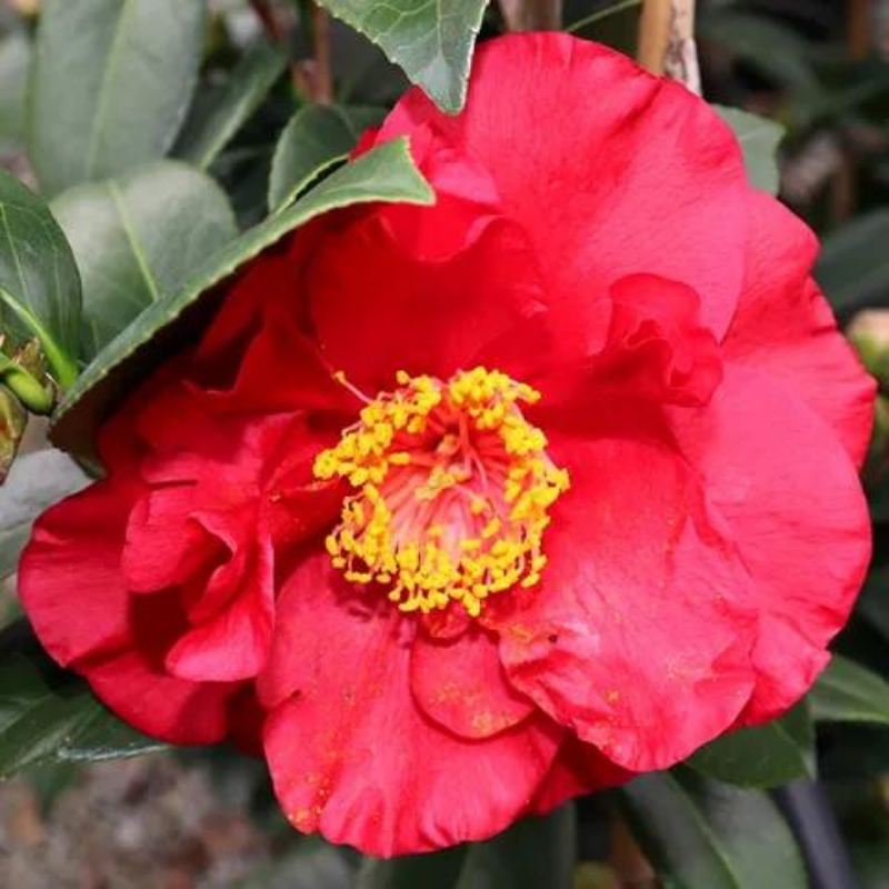 Camellia Bob Hope