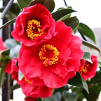 Camellia Bob Hope