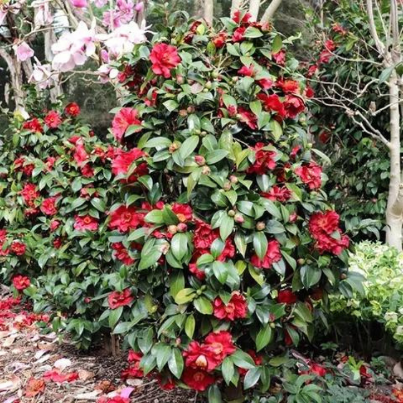 Camellia Bob Hope