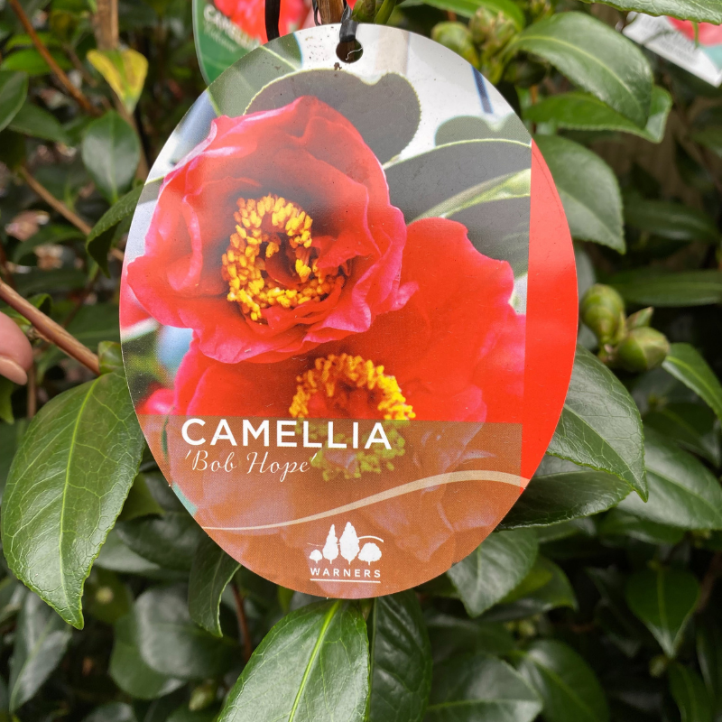 Camellia Bob Hope