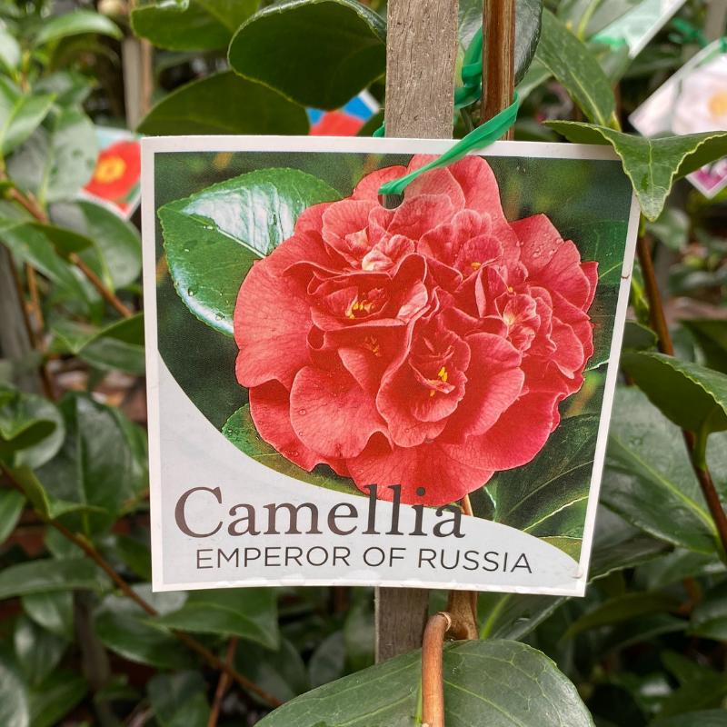 Camellia Emperor of Russia