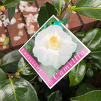 Camellia Lovelight