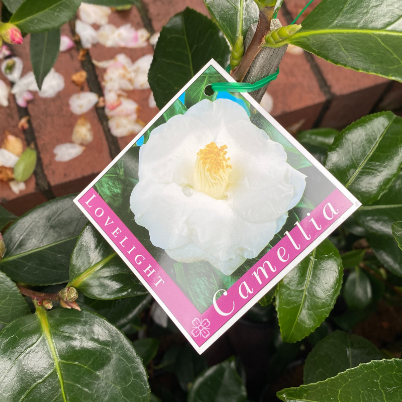 Camellia Lovelight
