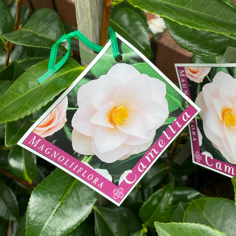 Camellia Magnoliaeflora