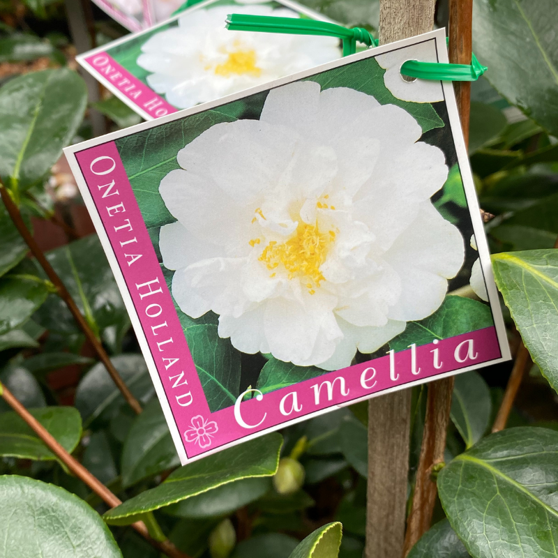 Camellia Onetia Holland