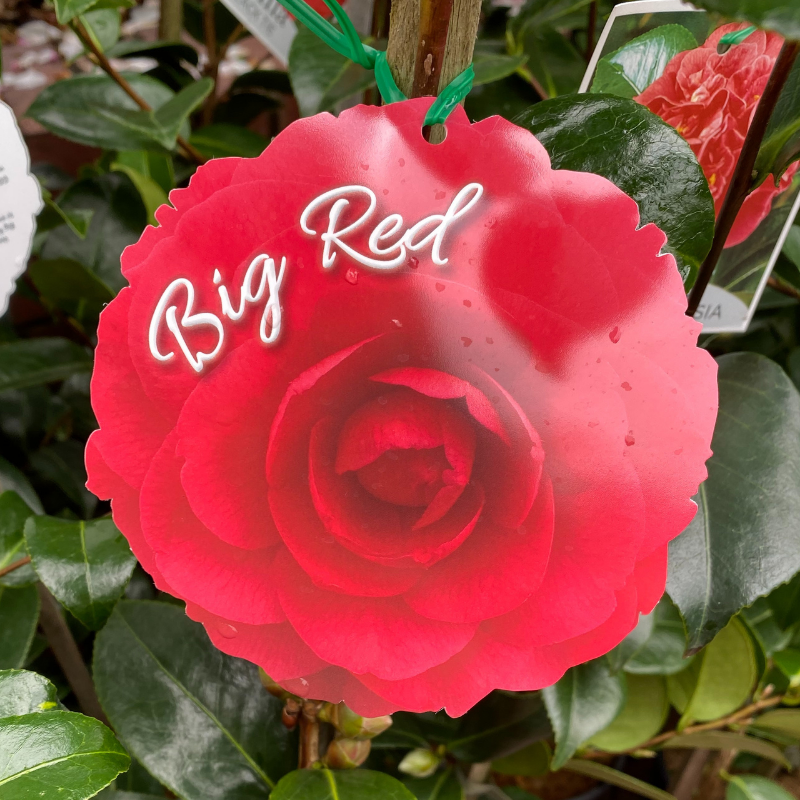 Camellia Big Red