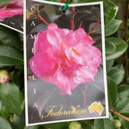 Camellia Federation