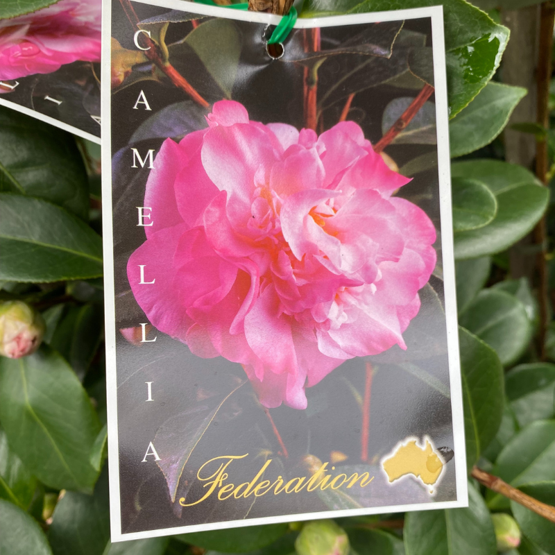Camellia Federation