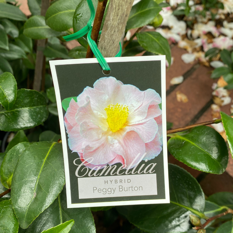 Camellia Peggy Burton