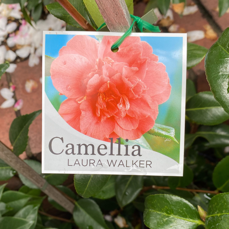 Camellia Laura Walker