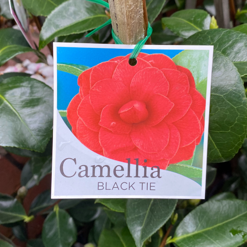 Camellia Black Tie