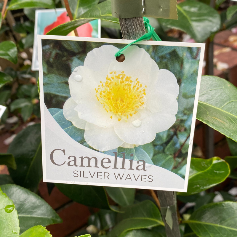 Camellia Silver Waves