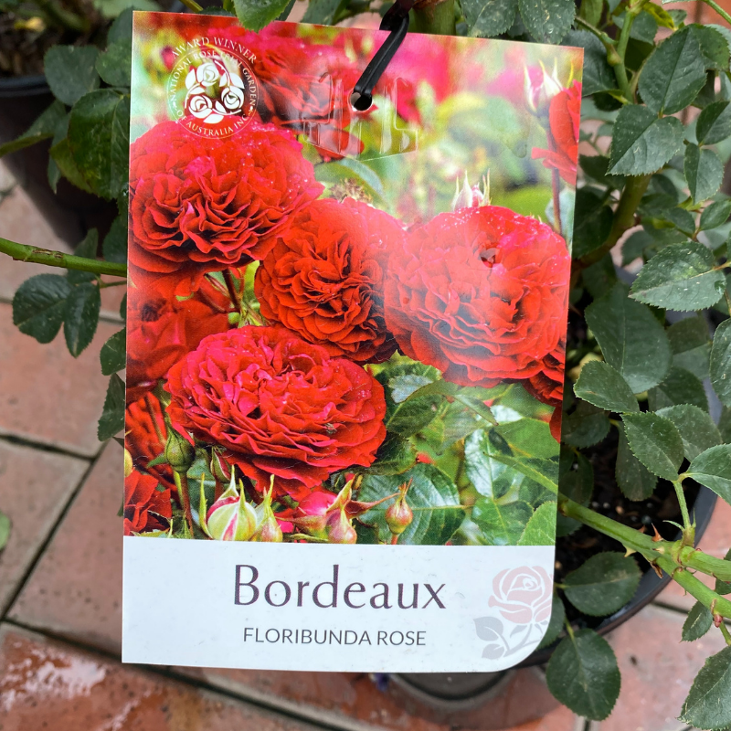 Bordeaux Bush Rose