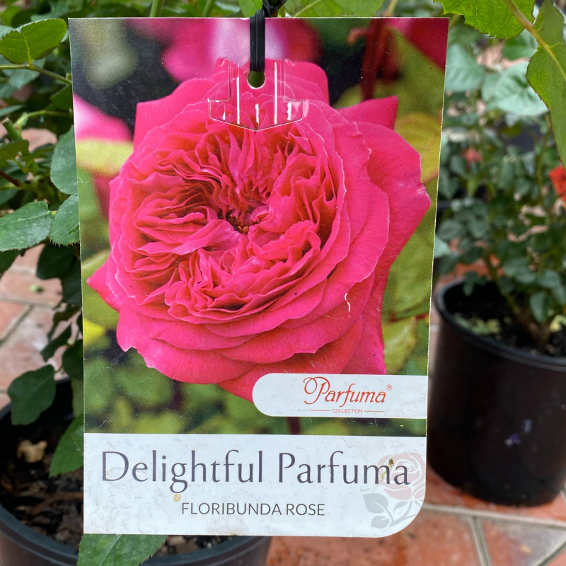 Delightful Parfuma Bush Rose