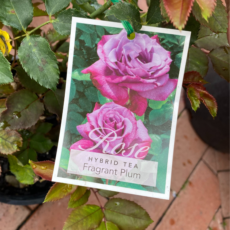 Fragrant Plum Bush Rose