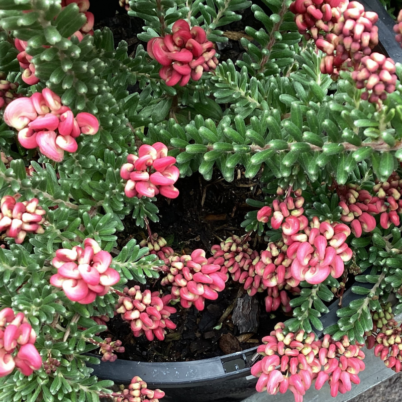 Grevillea  Mt. Tamboritha