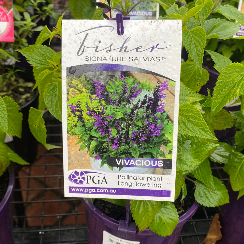 Salvia Vivacious Fisher