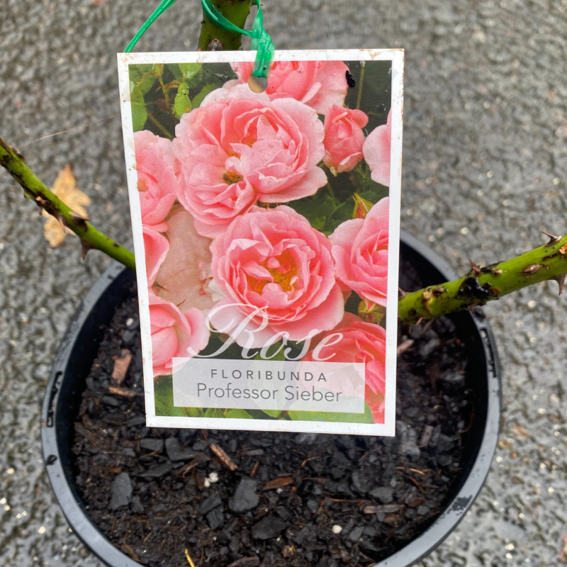 Professor Sieber bush rose