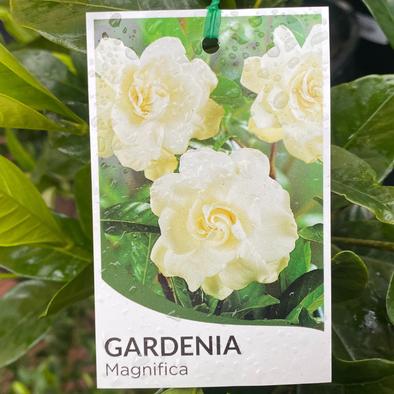 Gardenia magnifica