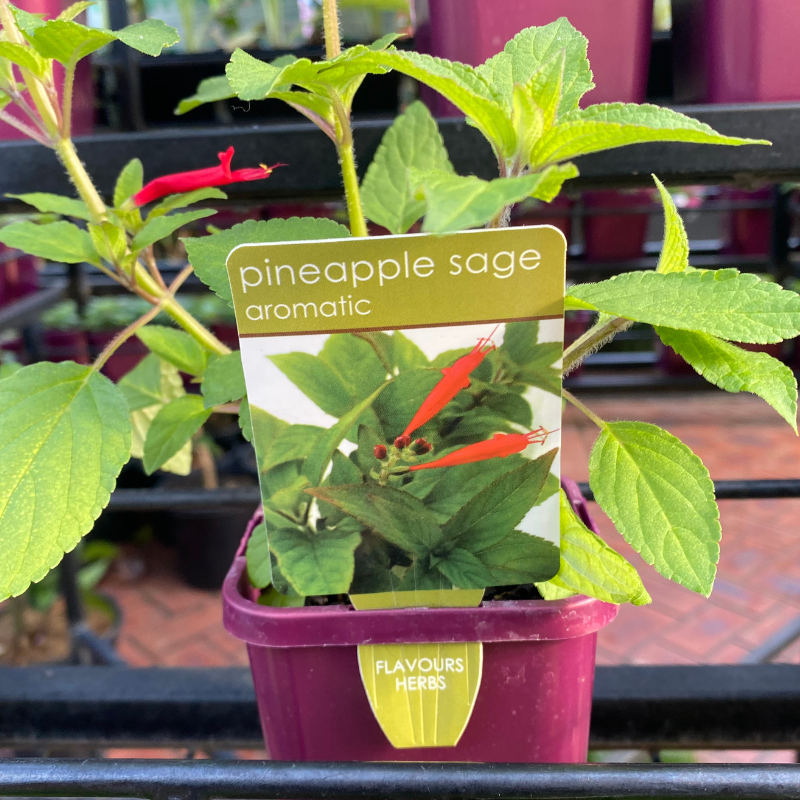 Herbs in 10cm pot