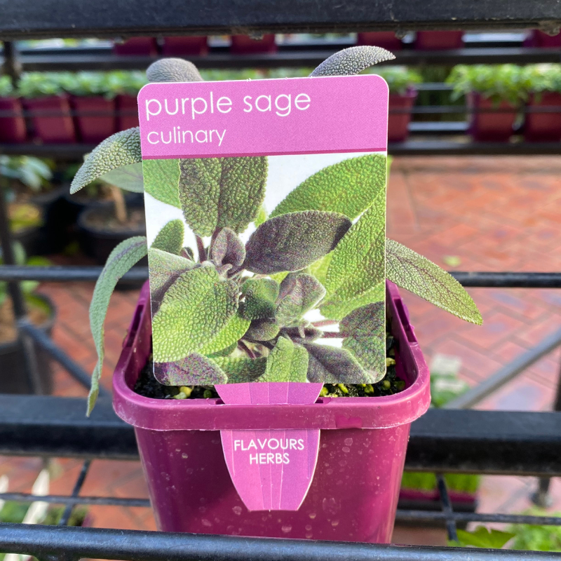 Herbs in 10cm pot