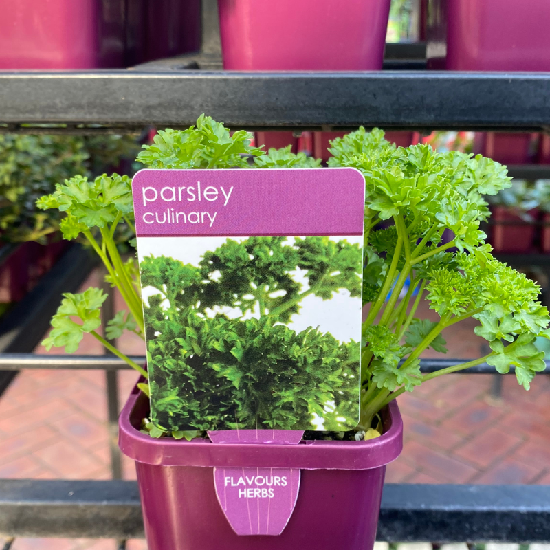 Herbs in 10cm pot