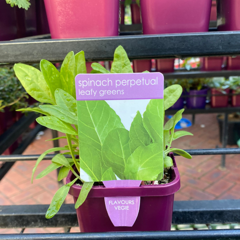 Herbs in 10cm pot