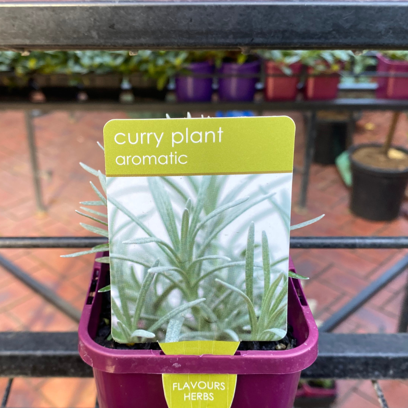 Herbs in 10cm pot