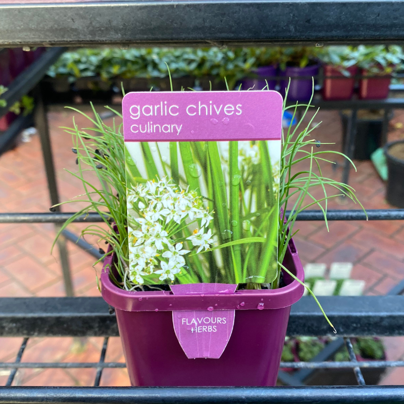 Herbs in 10cm pot