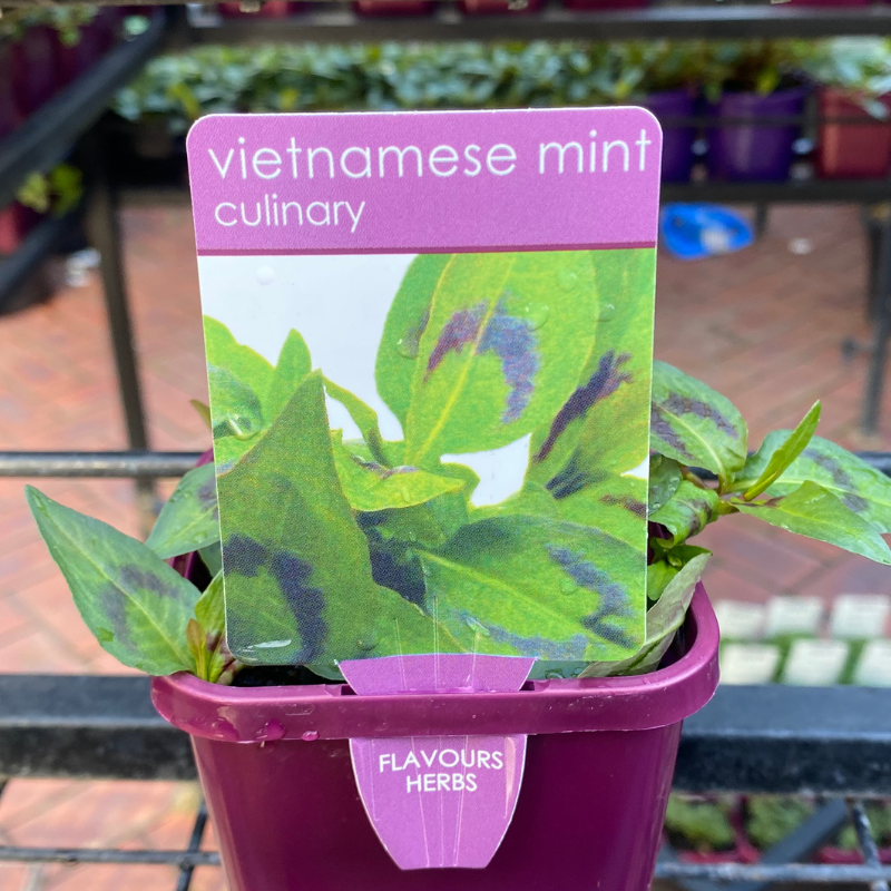 Herbs in 10cm pot