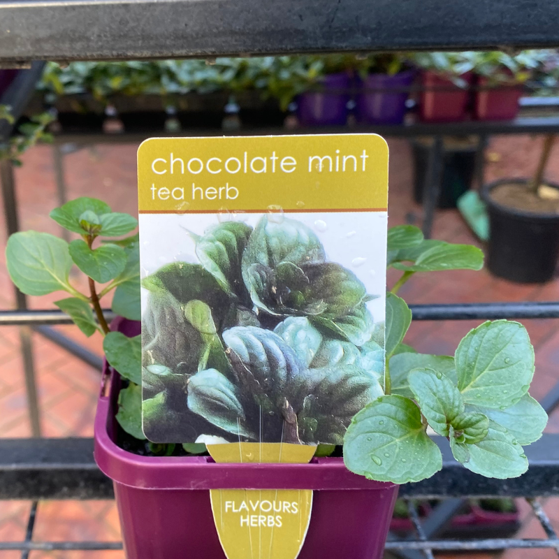 Herbs in 10cm pot