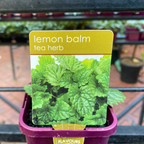 Herbs in 10cm pot
