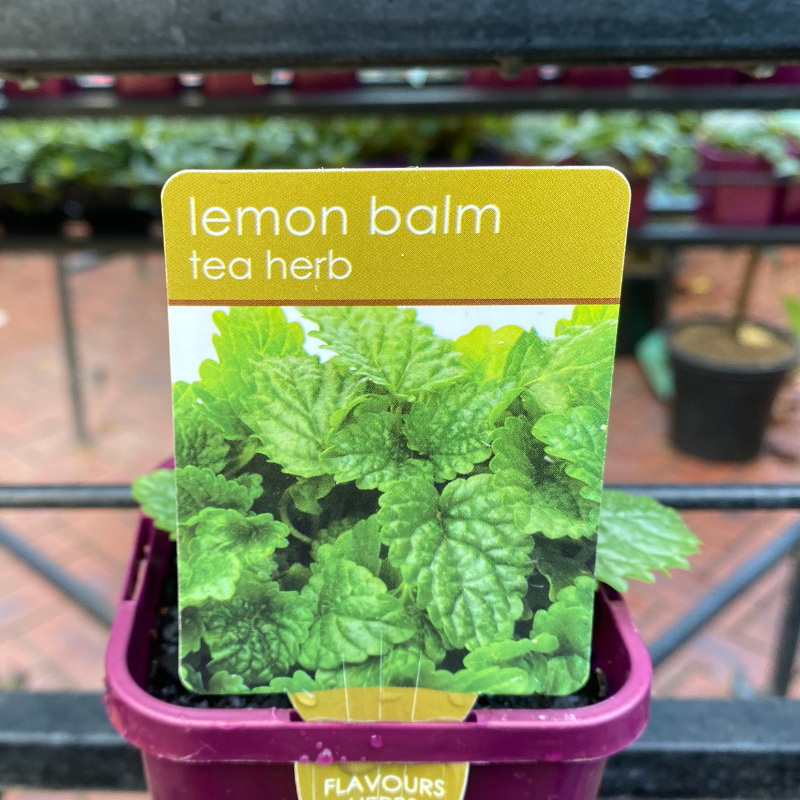 Herbs in 10cm pot