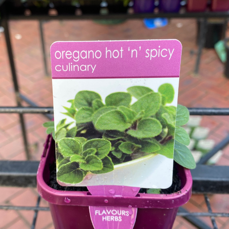 Herbs in 10cm pot