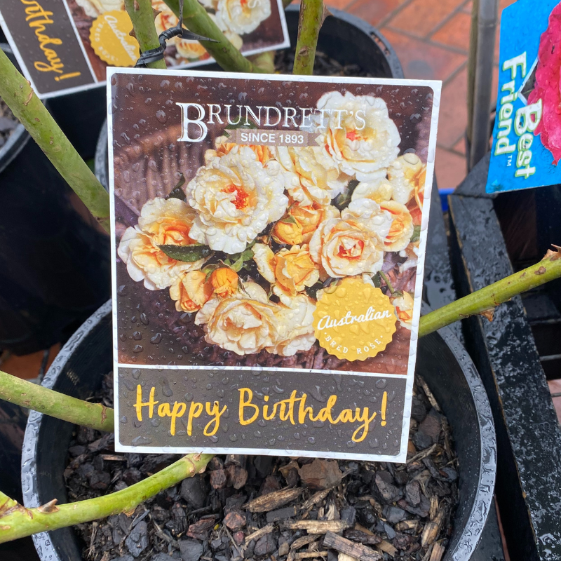 Happy Birthday Bush Rose