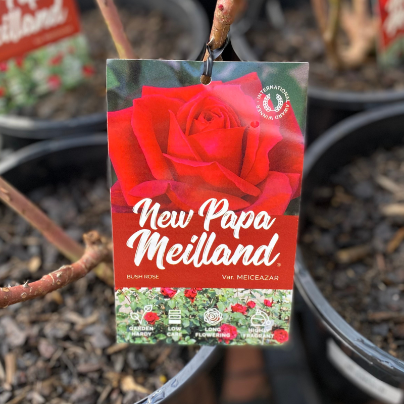 New Papa Meilland Bush Rose