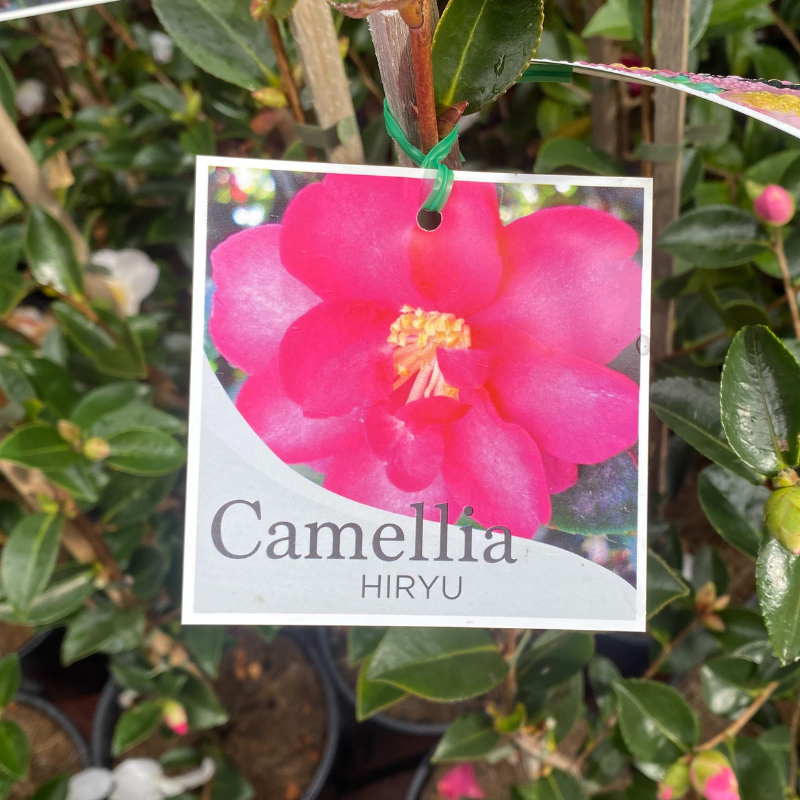 Camellia Hiryu