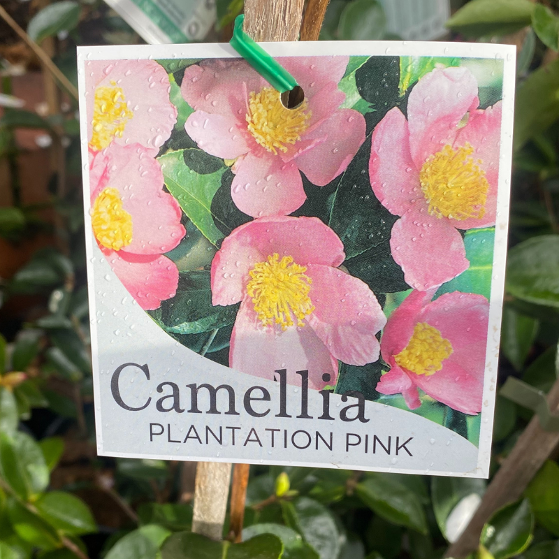 Camellia Plantation Pink