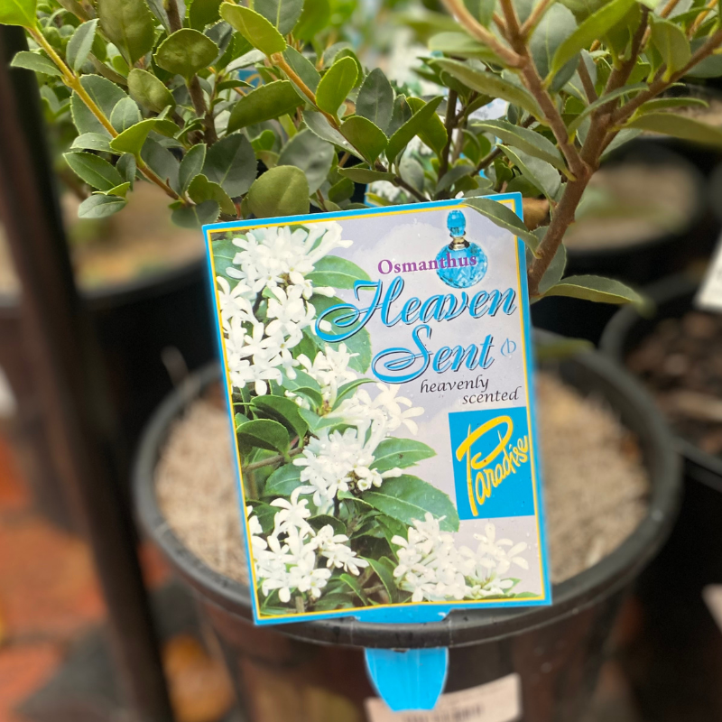 Osmanthus Heaven Scent