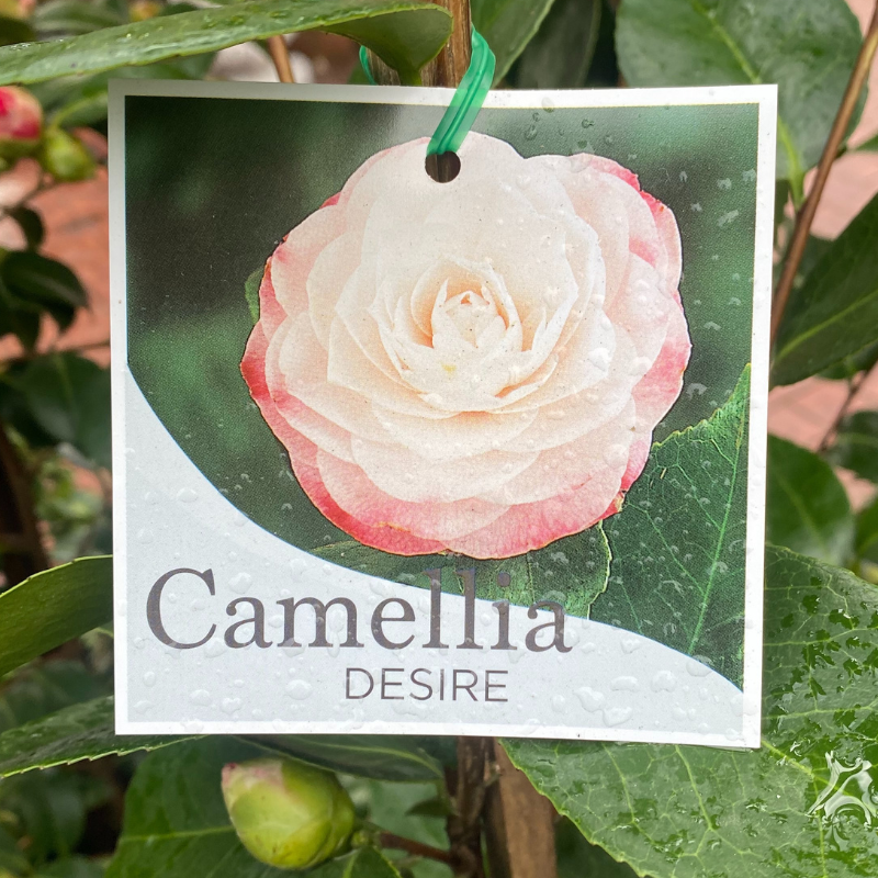 Camellia Desire