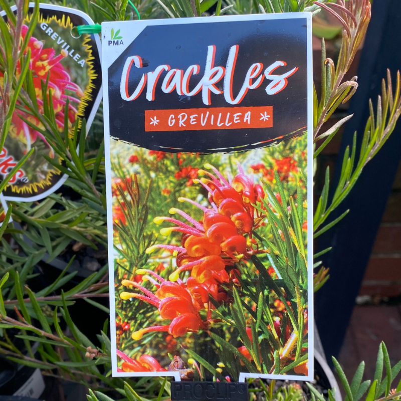 Grevillea Crackles