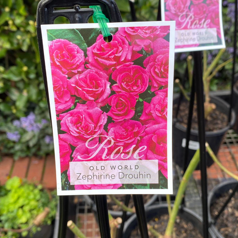Zepherine Drouhin Climbing Rose