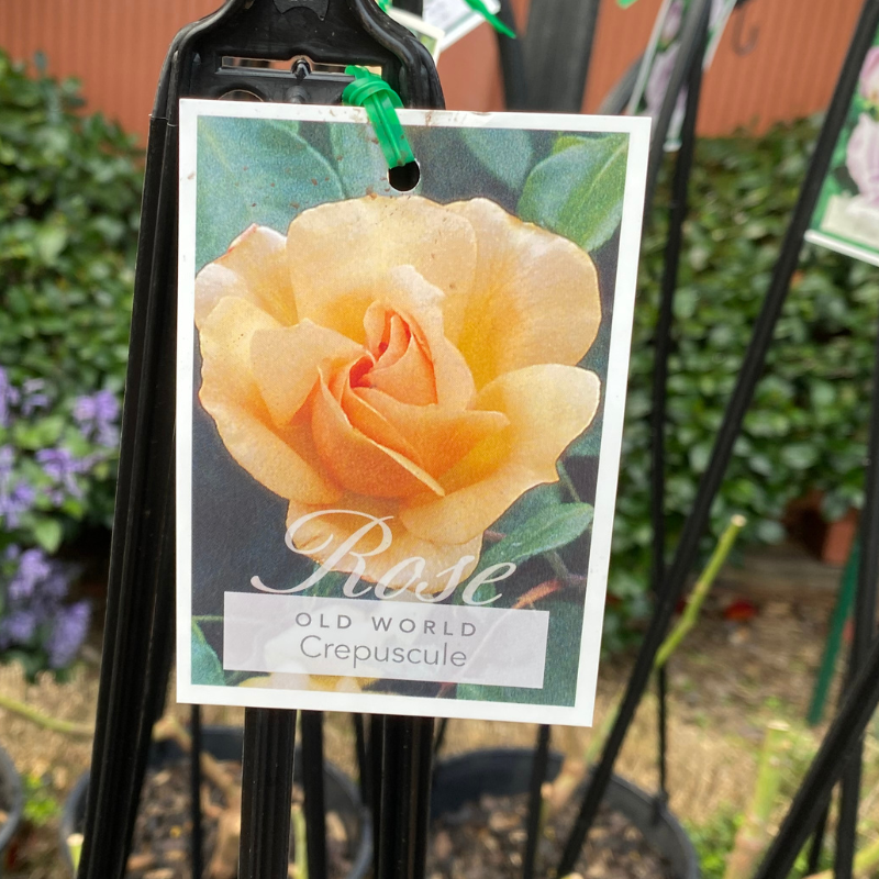 Crepuscule Climbing Rose