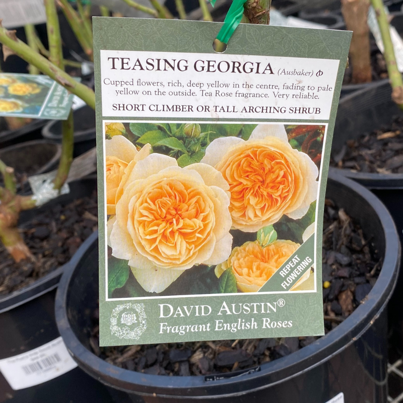 Teasing Georgia Bush Rose