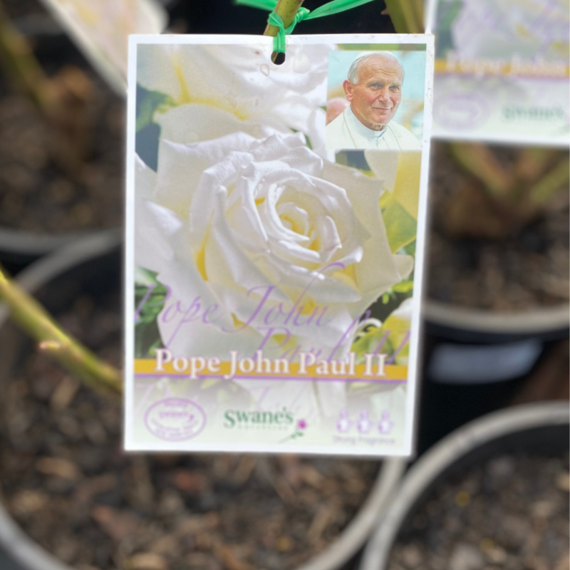 Pope John Paul II Bush Rose