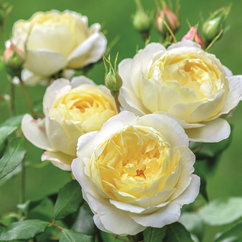 Vanessa Bell Rose