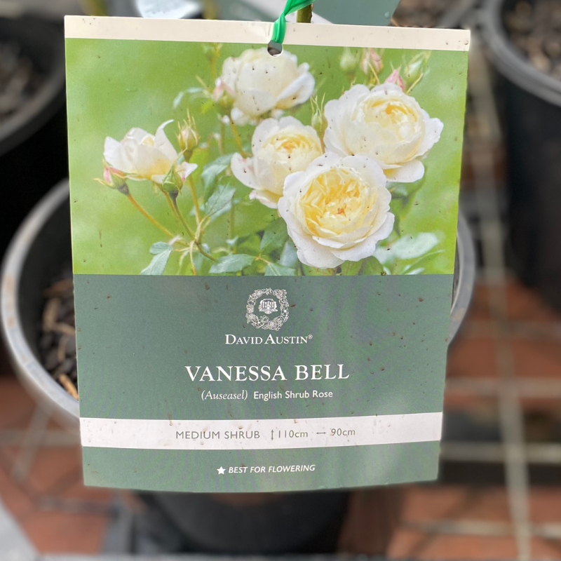 Vanessa Bell Rose