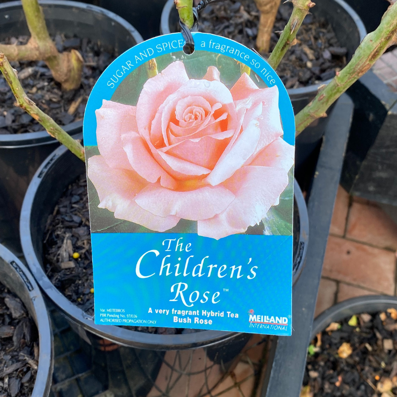 The Children's Rose