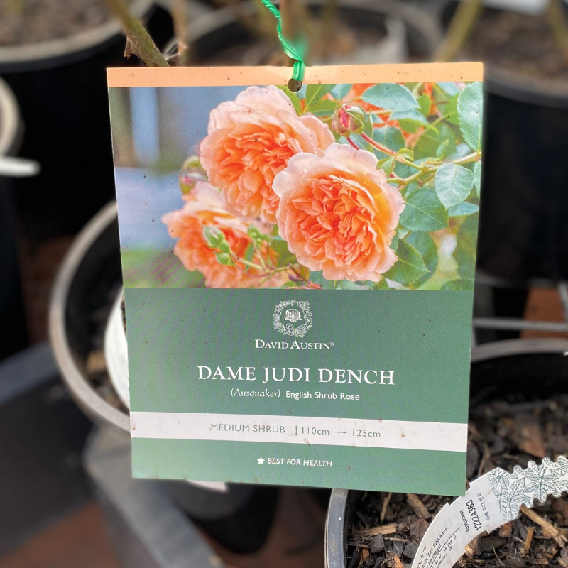 Dame Judi Dench Bush Rose